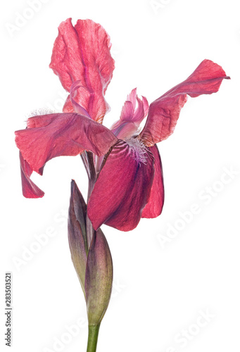 bloom of dark red iris on white