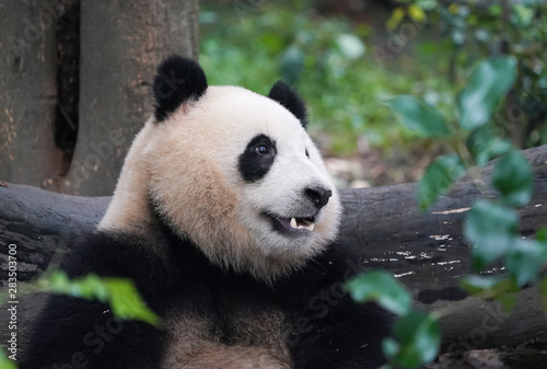 Fototapeta Naklejka Na Ścianę i Meble -  Giant panda eating bamboo,Wild Animals.