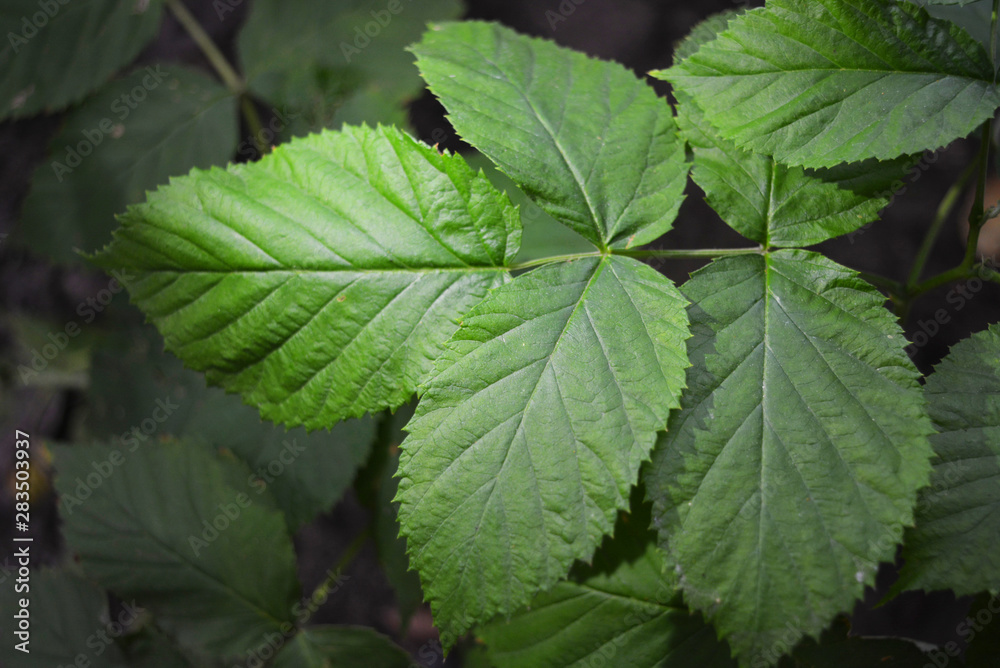 Large green backlit raspberry leaves, natural background. Large green backlit raspberry leaves, natural background.