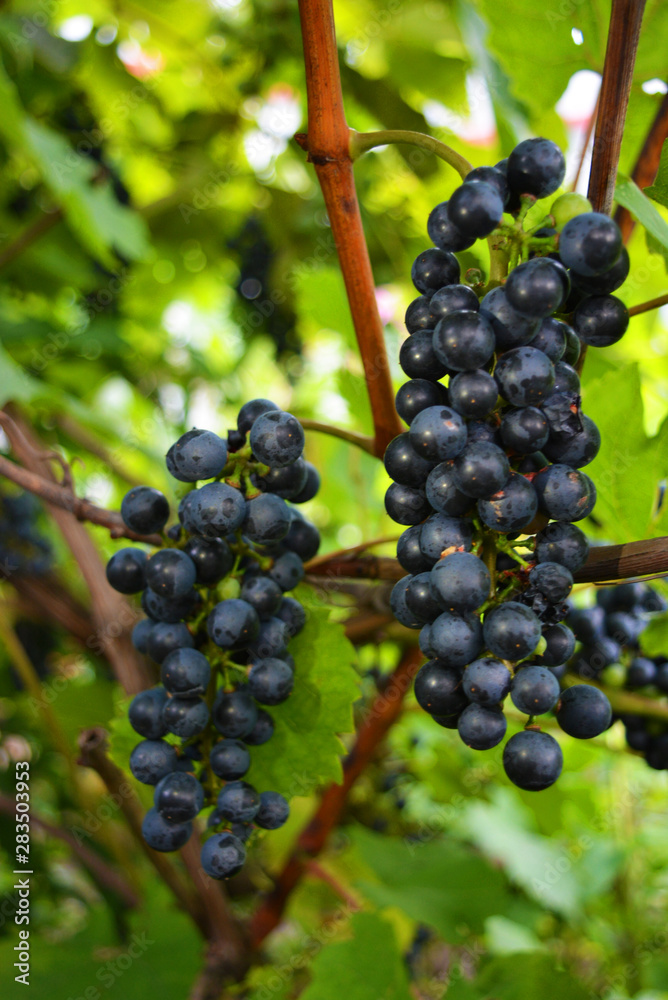 Technical black, dark blue bunch of grapes on a brown vine with large green leaves, grape, grapevine. Technical black, dark blue bunch of grapes on a brown vine with large green leaves, grape, grapevine.