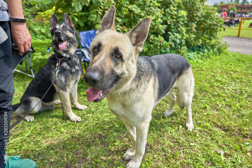 Two dogs of the East European Shepherd breed walk in the park