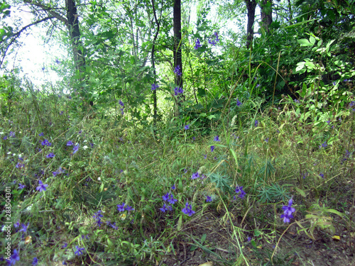 bluebells in the forest