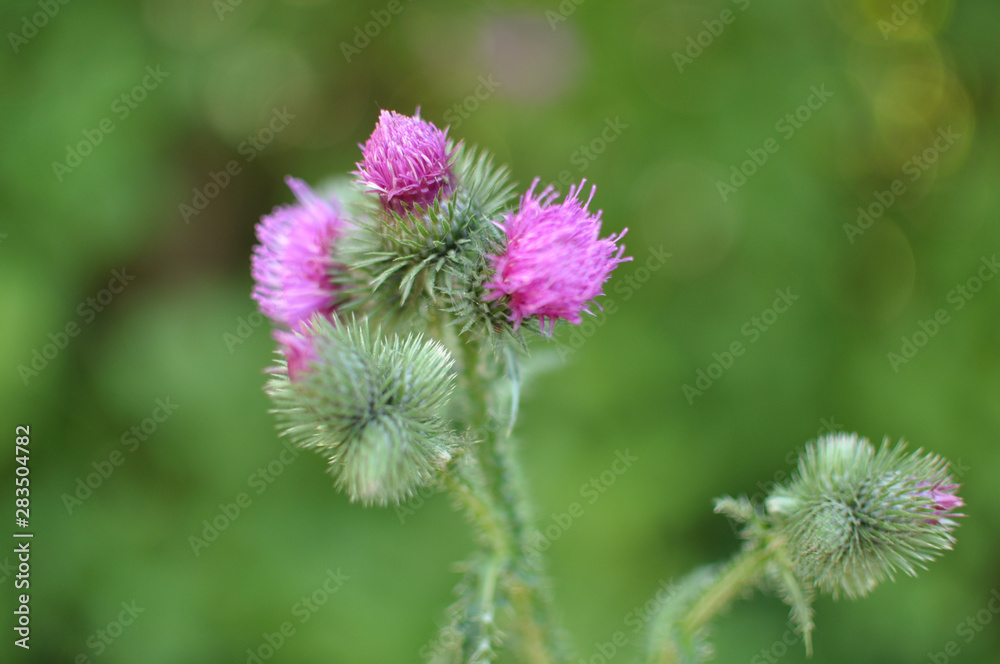 A burdock purple flower on a green background A burdock purple flower on a green background