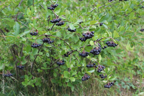 chokeberry Bush branch with dark purple fruit with green fresh leaves on the forest bright summer autumn day lit by the rays of the bright sun.