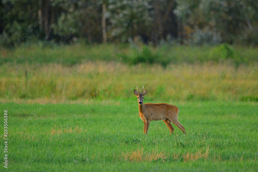 Roe deer buck on a field Roe deer buck on a field