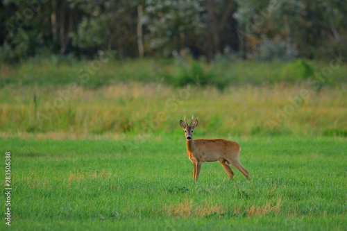 Roe deer buck on a field © Creaturart