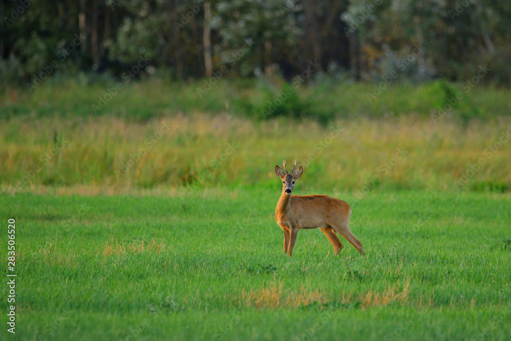 Roe deer buck on a field