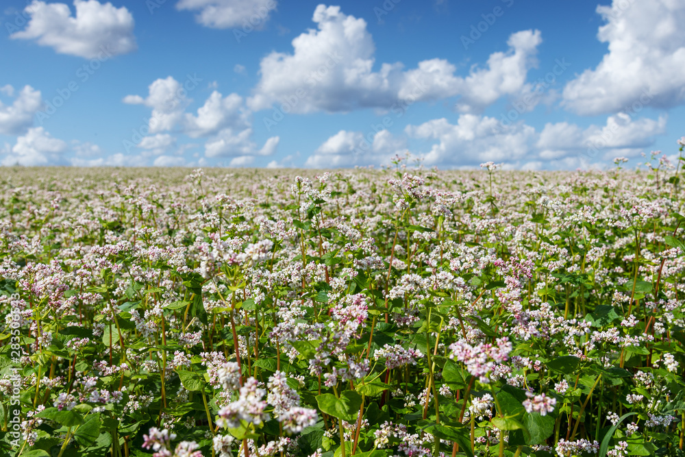 Blossoming buckwheat field in summer afternoon. Blossoming buckwheat field in summer afternoon.