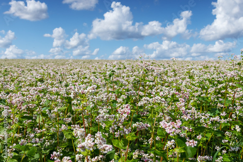  Blossoming buckwheat field in summer afternoon.