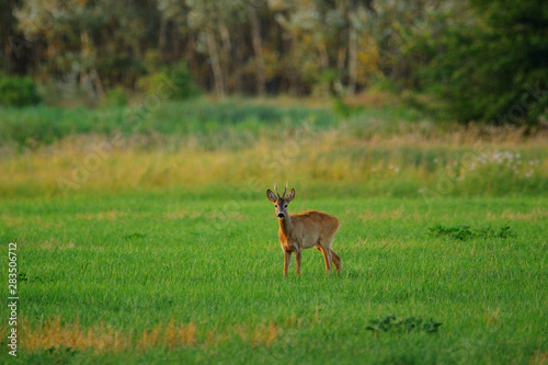 Roe deer buck on a field