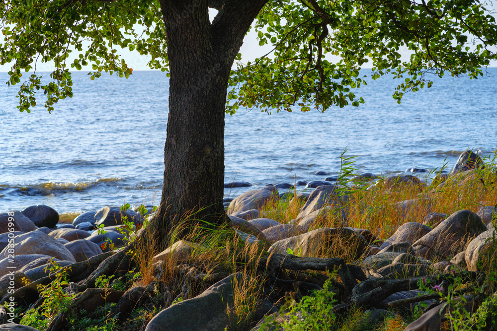 A tree grows on a sea beach with stones
