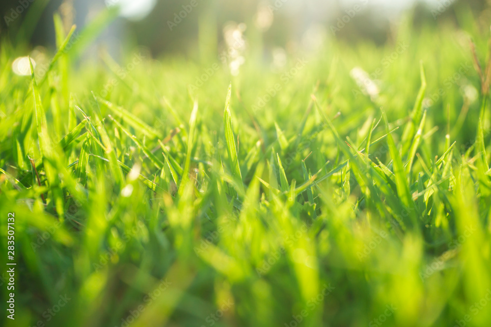 Sunset light on green foliage grass in public park Sunset light on green foliage grass in public park