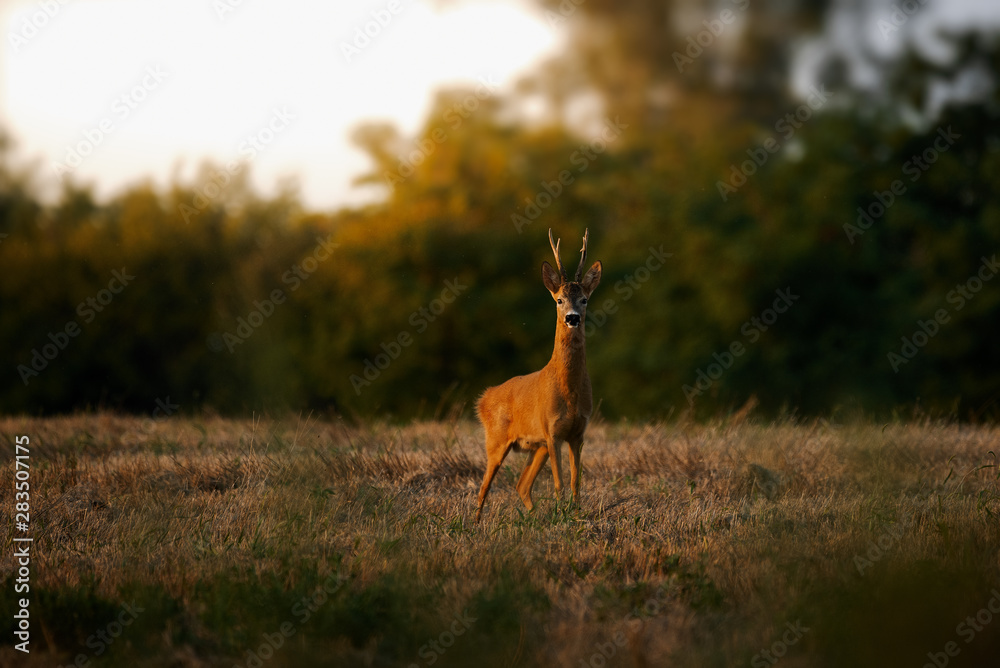 Roe deer buck on a field Roe deer buck on a field