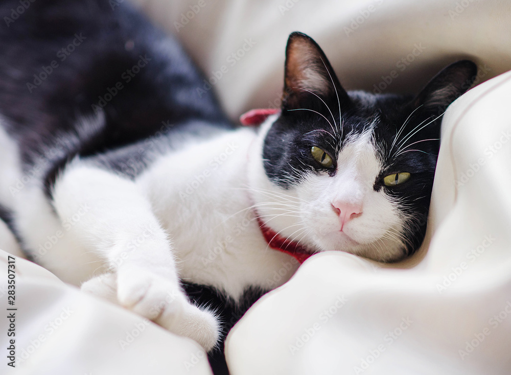 Cute tuxedo cat
