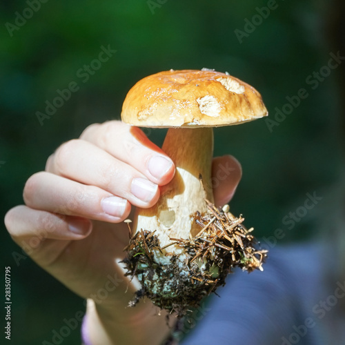 Mushroom boletus edulis lit by sunlight in girl's hand in the forest photo