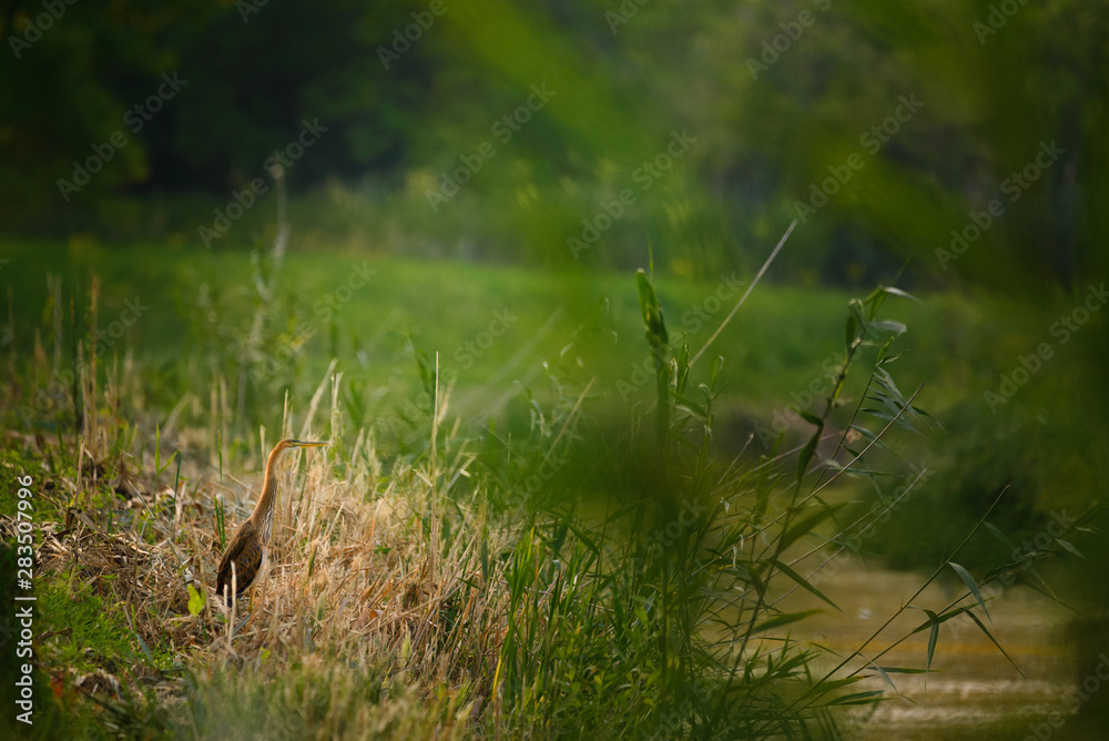 Purple heron , Ardea Purpurea on riverbank