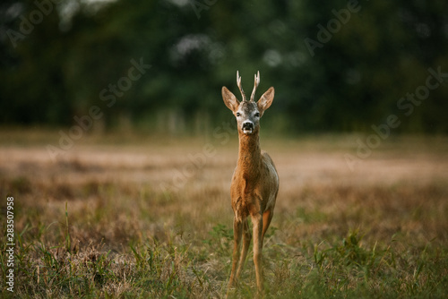 Roe deer buck on a field