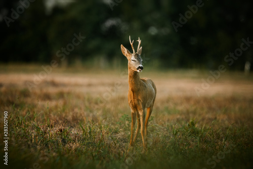 Fotografia Roe deer buck on a field