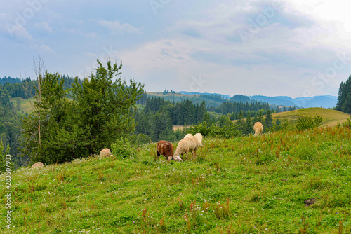 Fototapeta Naklejka Na Ścianę i Meble -  Sheep and goats grazing in the mountains