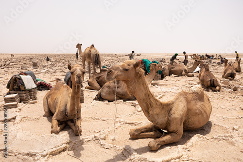 Camel caravan waiting for Afar man cutting and mining salt bricks  slabs  in primitive tools at salt desert in the Danakil depression.