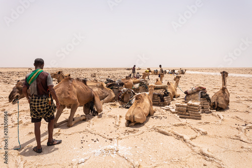 Camel caravan waiting for Afar man cutting and mining salt bricks (slabs) in primitive tools at salt desert in the Danakil depression. photo