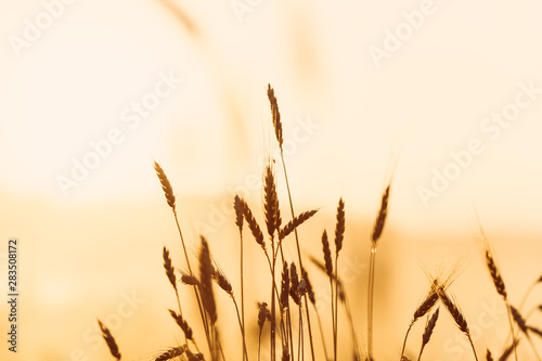 Ears of wheat in sunset