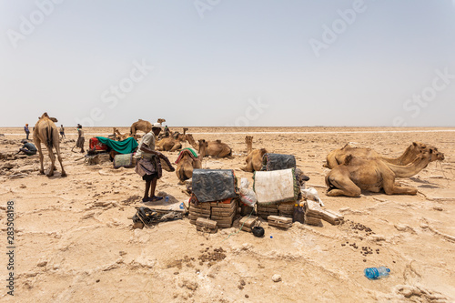 Photography Camel caravan waiting for Afar man cutting and mining salt bricks (slabs) in primitive tools at salt desert in the Danakil depression
