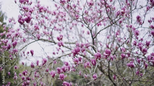 Wallpaper Mural Blooming dark pink magnolia tree on a spring day Torontodigital.ca