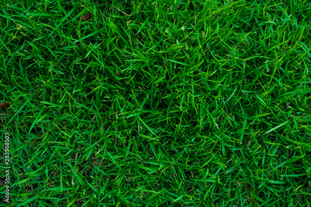 Abstract green foliage fresh grass texture Abstract green foliage fresh grass texture