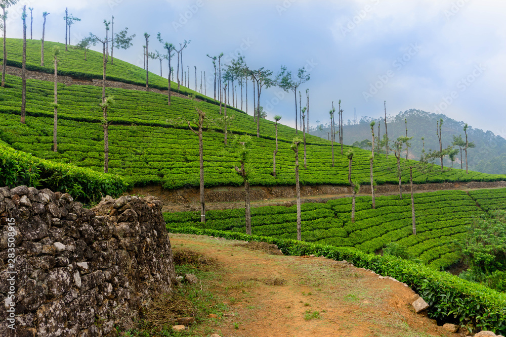 Obraz premium Tea fields