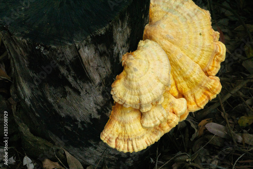 mushroom on a black tree