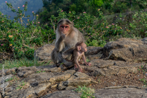 Momy monkey