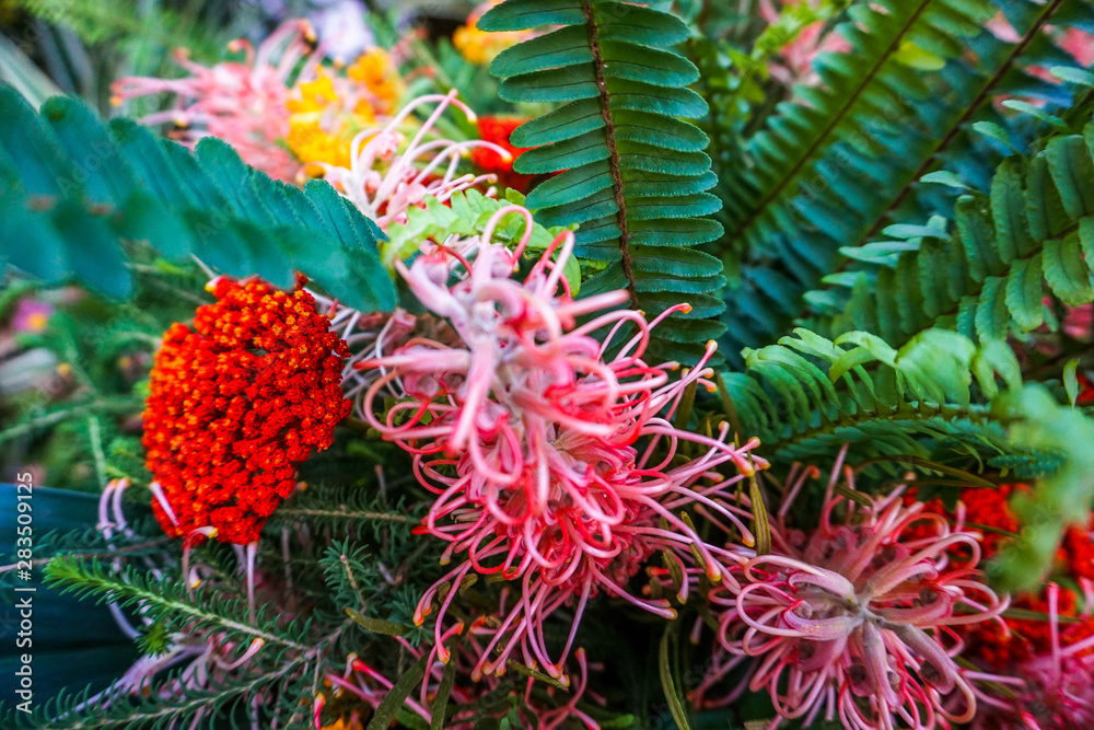 tropical flowers tropical flowers