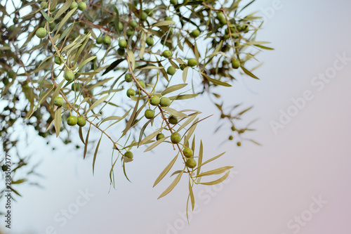 Olives on branch. Olive trees garden, mediterranean olive field.