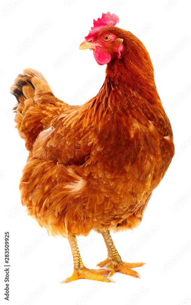 Fototapeta premium Brown hen isolated.