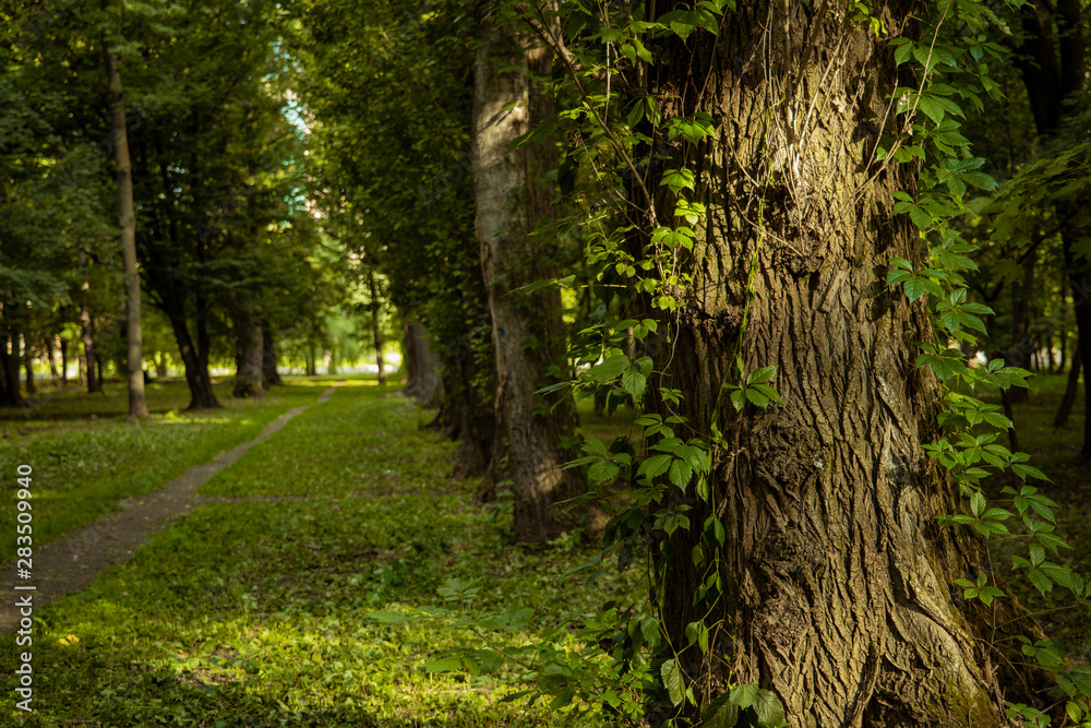 Fototapeta premium park trees alley way and green unfocused blurred natural background