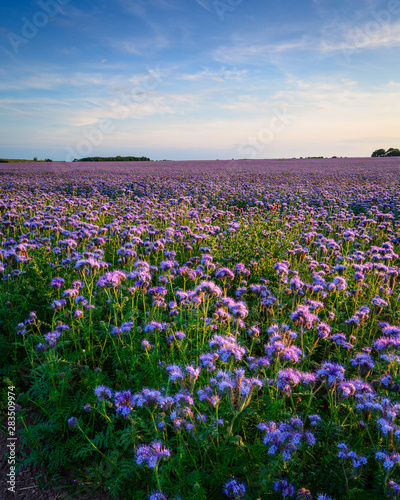 Field of Phacelia Crop in portrait mode, a quick growing green manure crop which attracts insects and bees, seen here near the Northumberland coastline