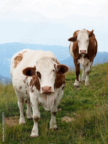 two cows in alpine mountains