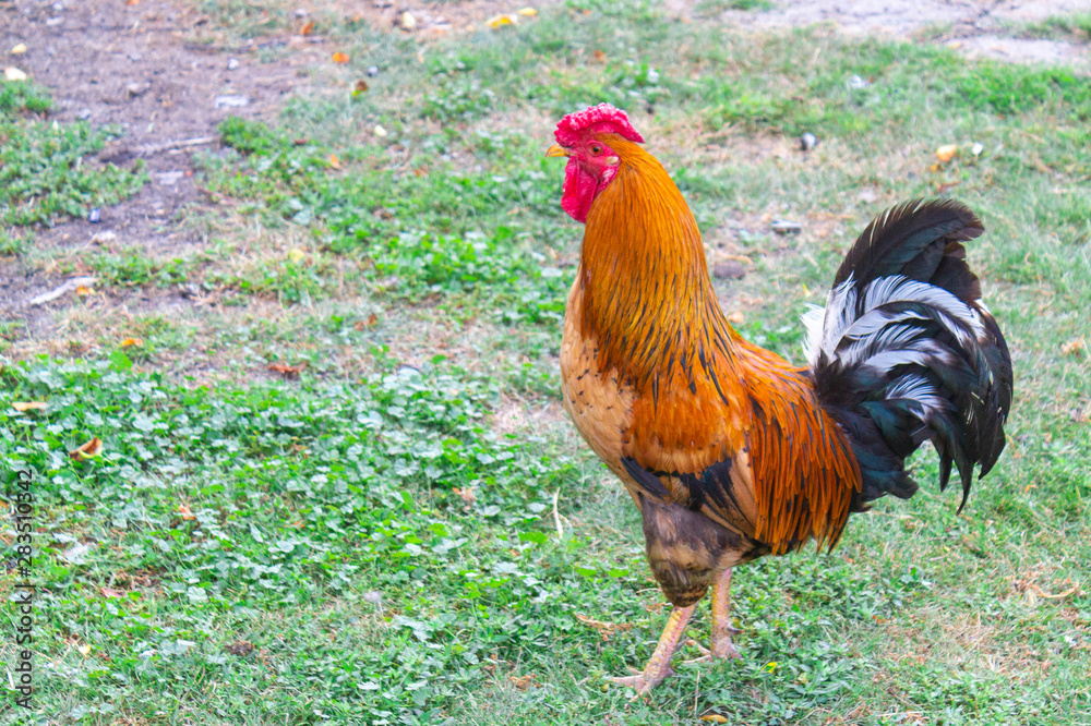 Rooster on green grass, poultry farm