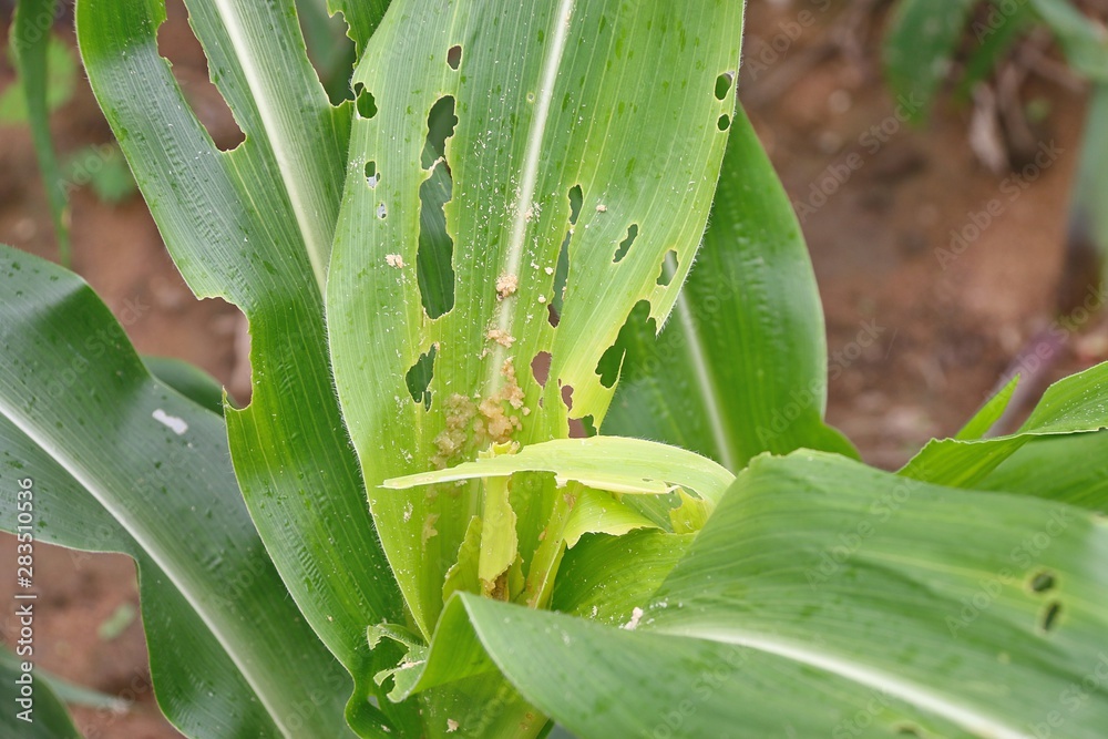 Fototapeta premium aloe vera plant
