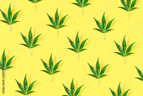 Wallpaper Mural Trendy sunlight CBD pattern with green leaf cannabis on a light yellow background. Minimal CBD OIL concept Torontodigital.ca
