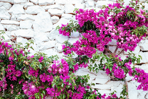 Purple bougenville flowers with white brick background © allasimacheva