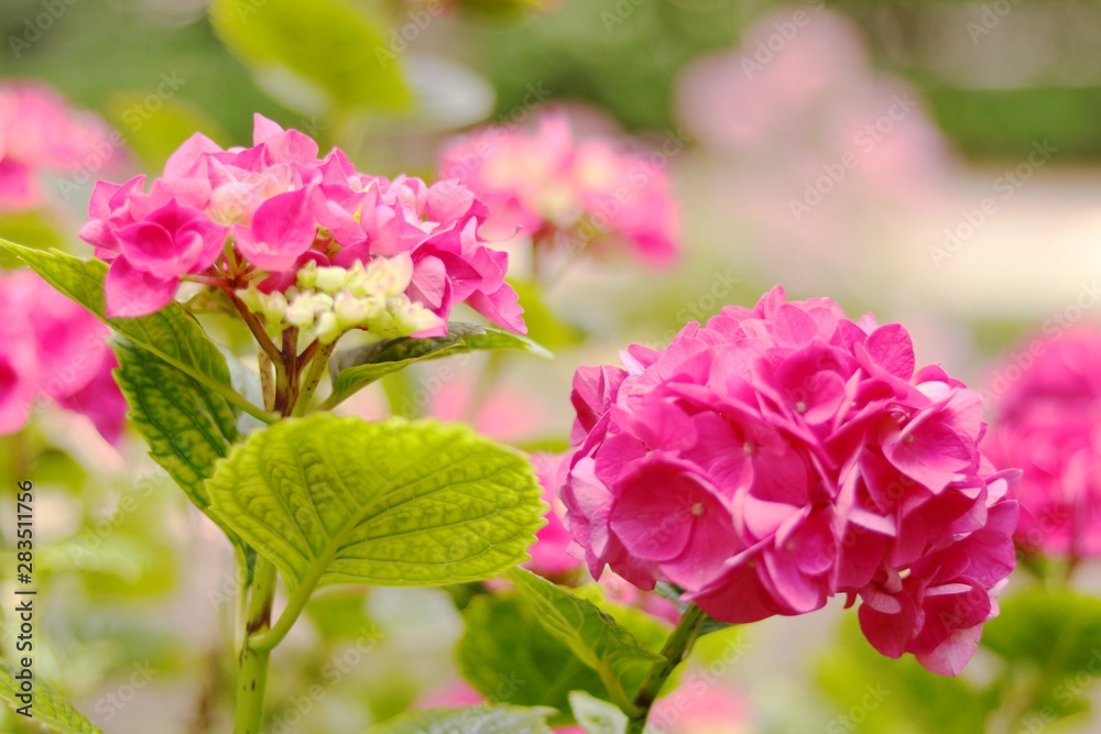 GRUPO DE HORTENSIAS ENTRE LAS PLANTAS Y HOJAS DEL JARDÍN Y BOKEH, flor, rosa, naturaleza, huerta, florecer, primavera, hojas, hermoso, color, morada GRUPO DE HORTENSIAS ENTRE LAS PLANTAS Y HOJAS DEL JARDÍN Y BOKEH, flor, rosa, naturaleza, huerta, florecer, primavera, hojas, hermoso, color, morada