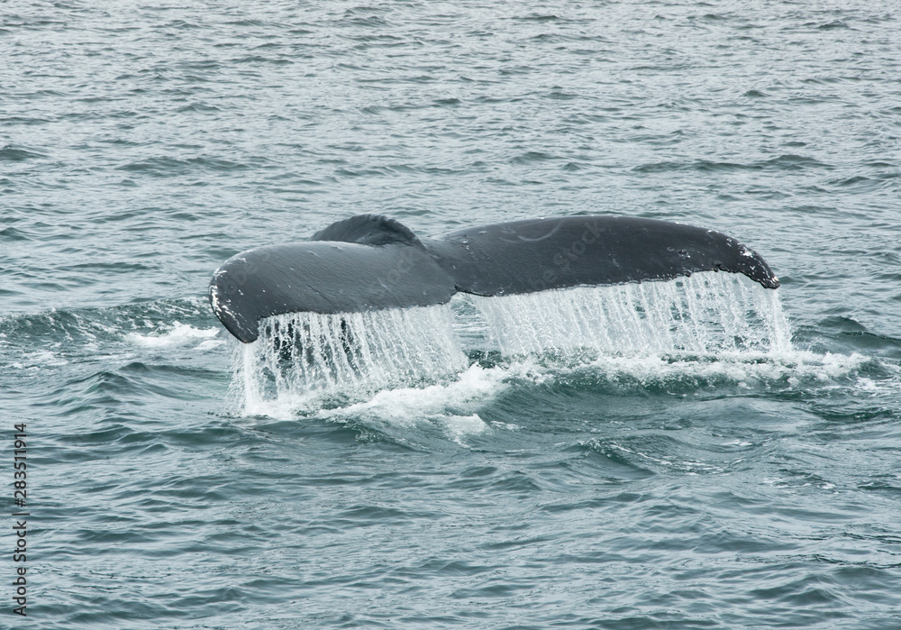 Obraz premium Humpback Whale Tail Fluke, Megaptera Novaeangliae, Southeast Alaska