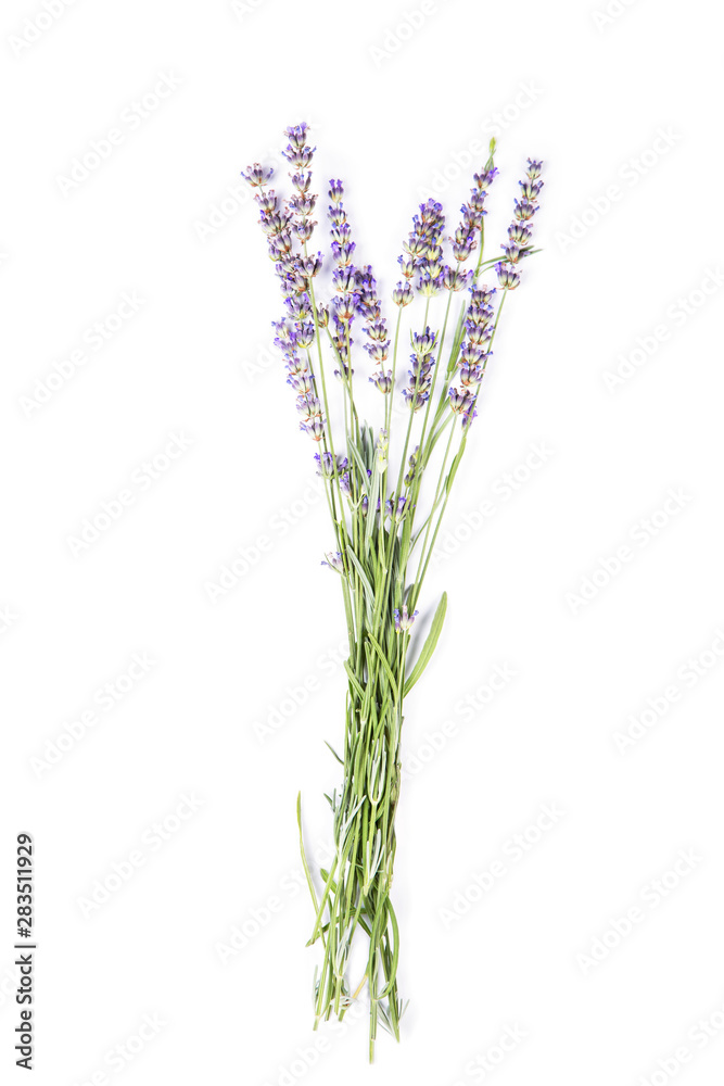 lavender flowers bunch blossoms - lavandula angustifolia on white background. Essential Organic Lavender Oil