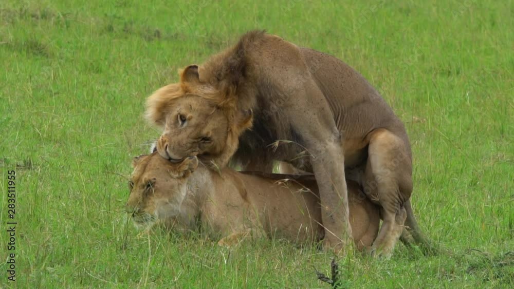 Mating Lion in Masai Mara Mating Lion in Masai Mara