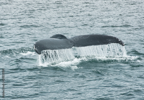 Humpback Whale Tail Fluke  Megaptera Novaeangliae  Southeast Alaska