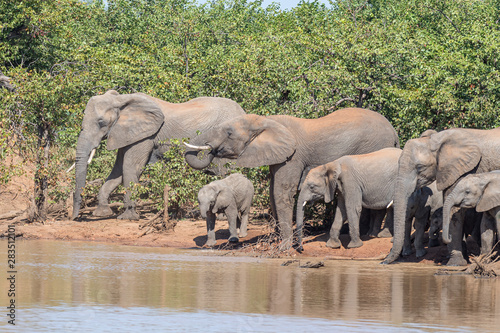 Herd of African Elephants in the Sable Dam