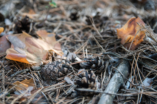 Thicket ground covered with autumn needles. Pine cones, twigs and needles on ground. Woodland ecosystem.