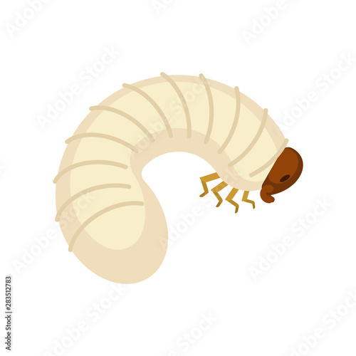 Beetle larva isolated. Bug caterpillar. Maggot vector illustration